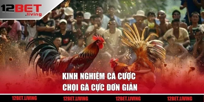 Kinh nghiệm cá cược chọi gà cực đơn giản