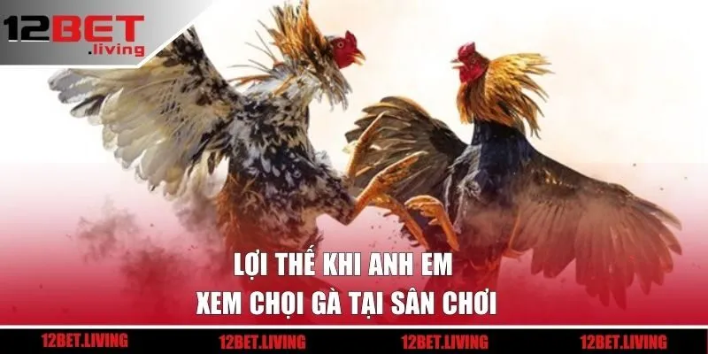 Lợi thế khi anh em xem chọi gà tại sân chơi